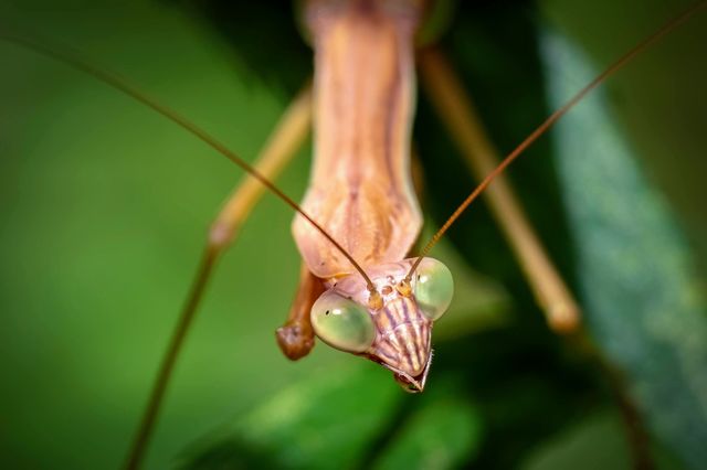 A Chinese Mantis hangs vertically while giving “the eye” to the photographer that’s interrupting its hunt. 