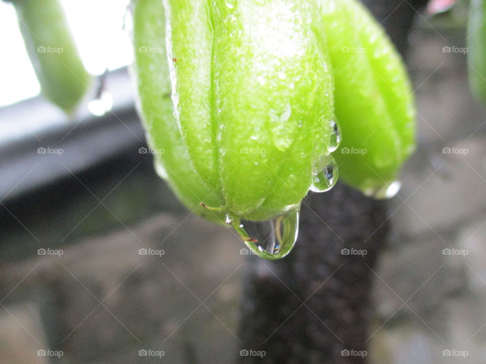 drop of water on fruit