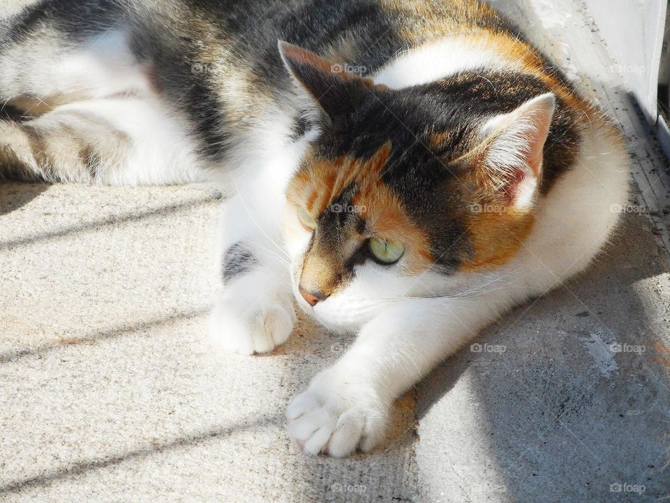 A sweet calico cat lays on a balcony. She is part in the sunlight and part in the shade. She is looking ahead.