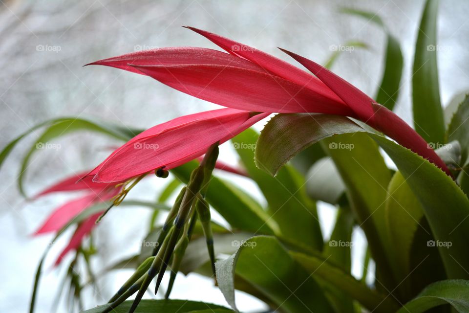 red flower bromeliad house plants blooming