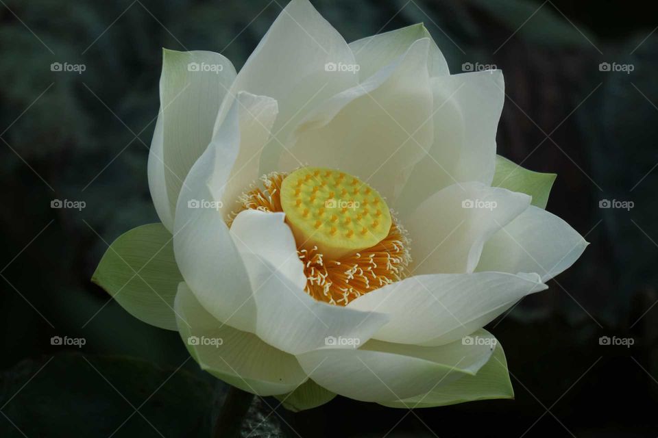 lotus