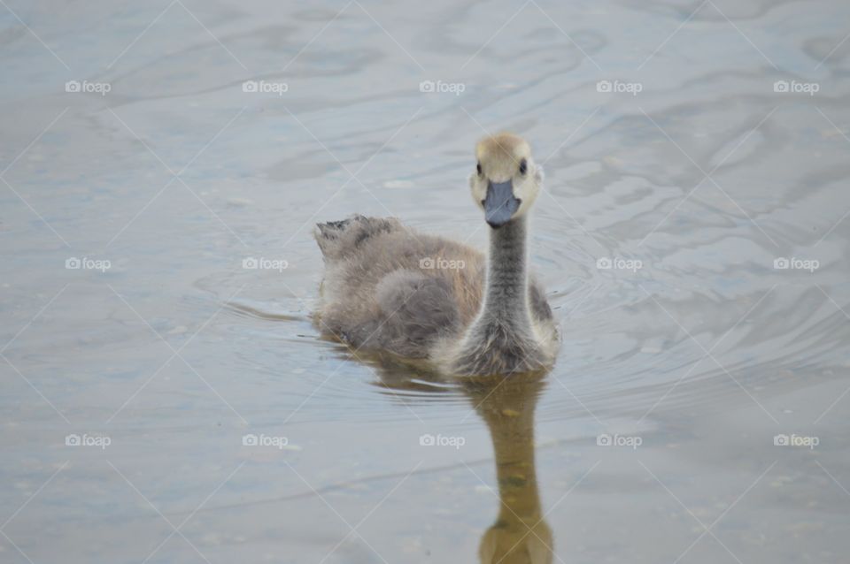 Beautiful bird and reflection in lake