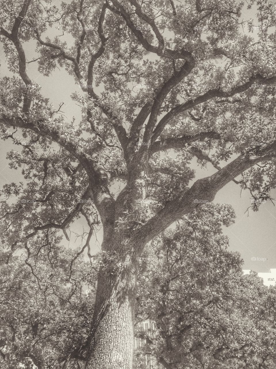 Cemetery tree