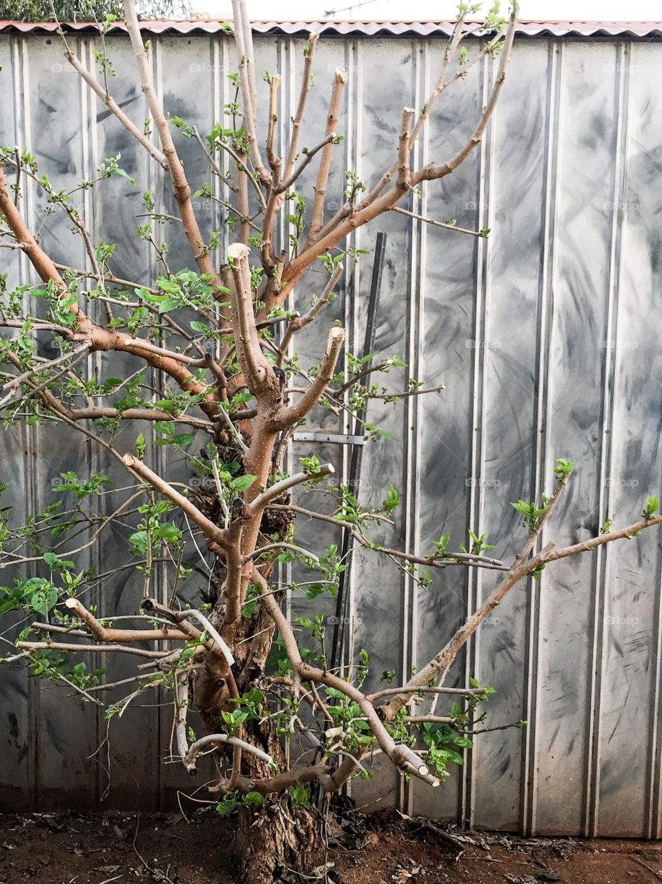 Mulberry tree in spring 