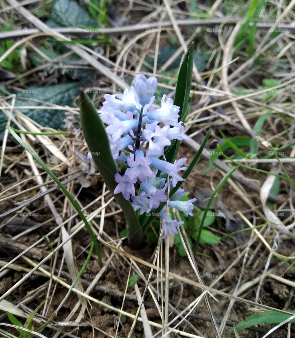 A very beautiful and delicate flower.