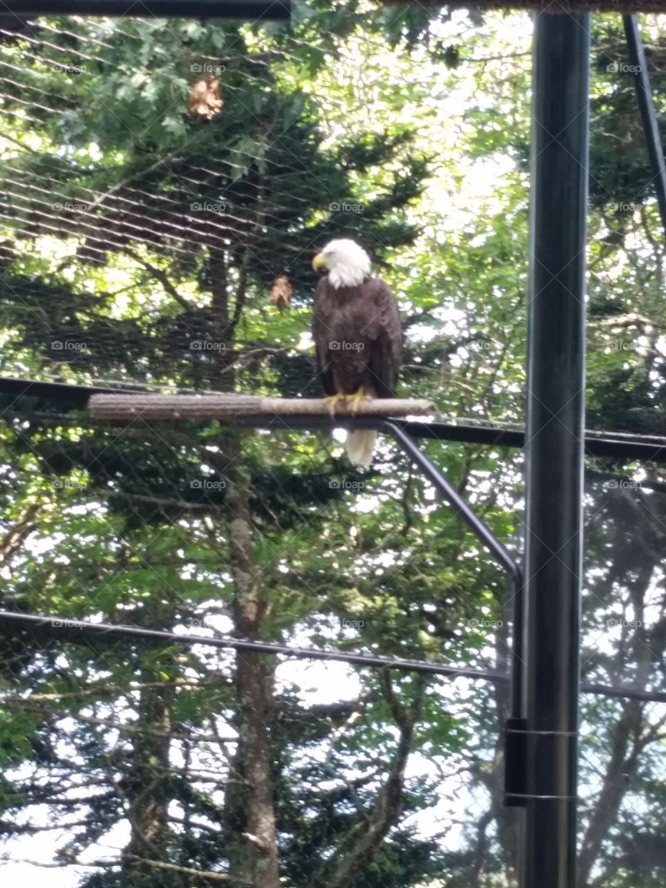 Bound Glory. caged eagle