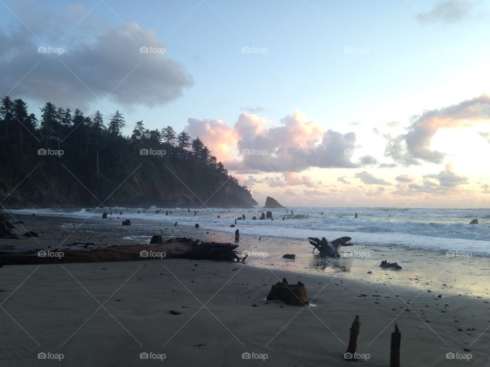 Ghost forest@neskowin 90000