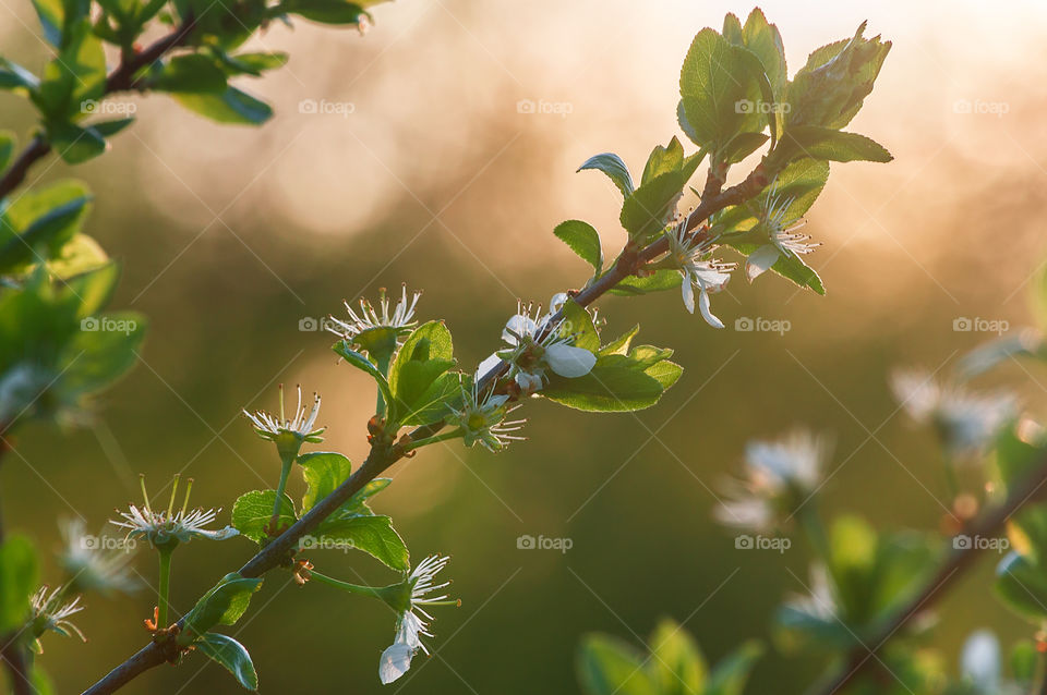 Green branch