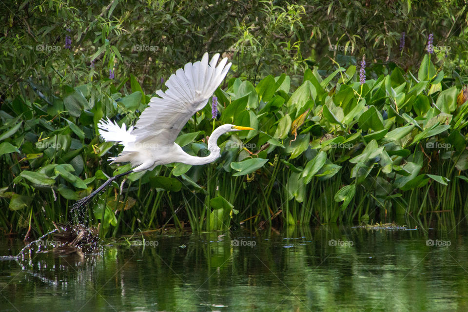 Egret on Silver River
