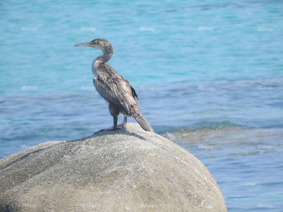 Seabird on a rock