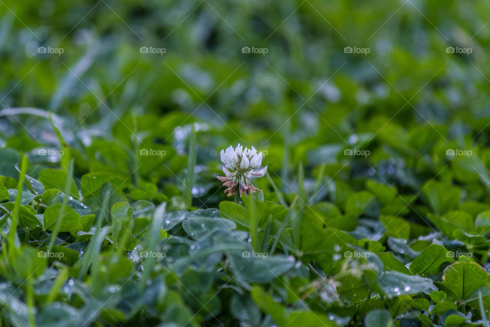 green spring nature flower by laconic