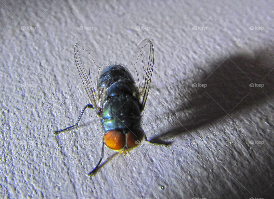 Macro view fly