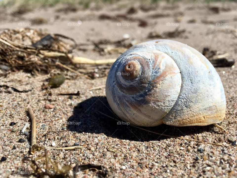 Sea shell 
