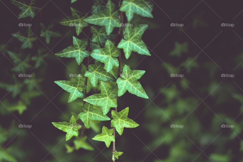 Ivy Background