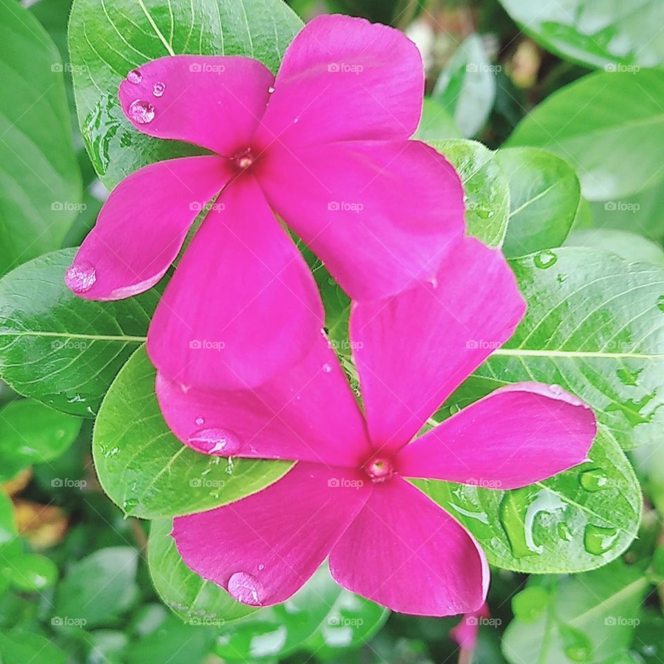 Pink vinca flower