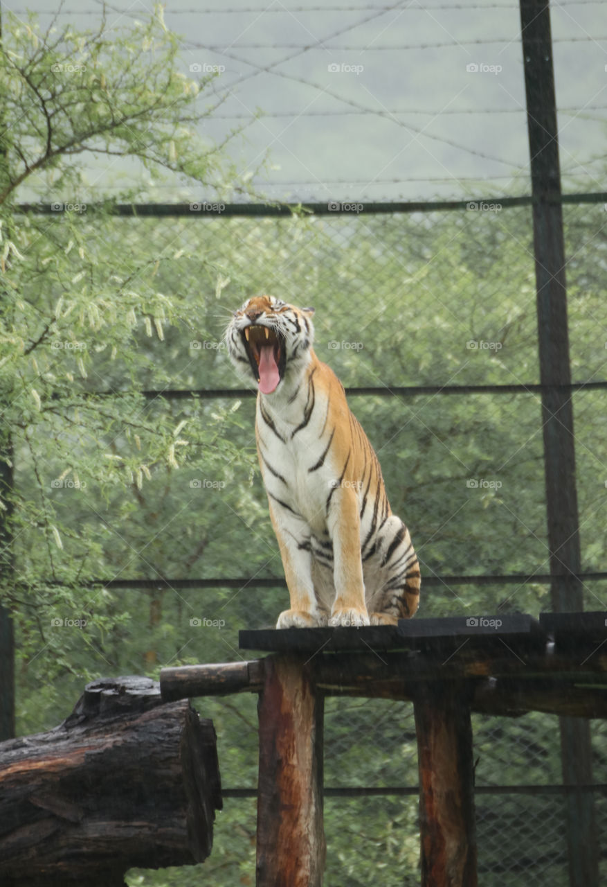 Royal Bengal tiger 
Took this pick while the tiger was yawning. The canines were really big and sharp.