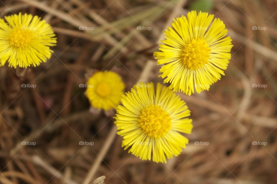 Coltsfoot 
