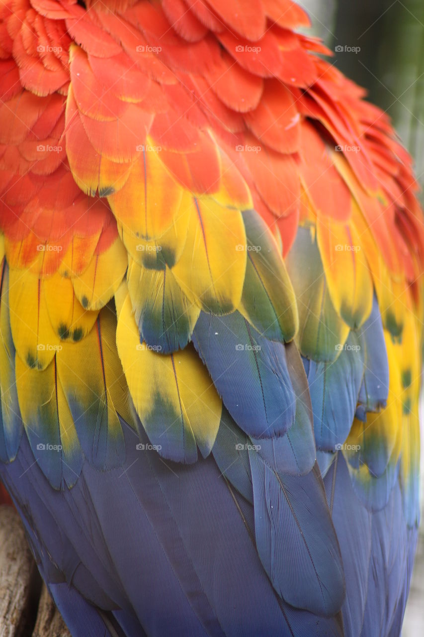 Scarlett macaw parrot