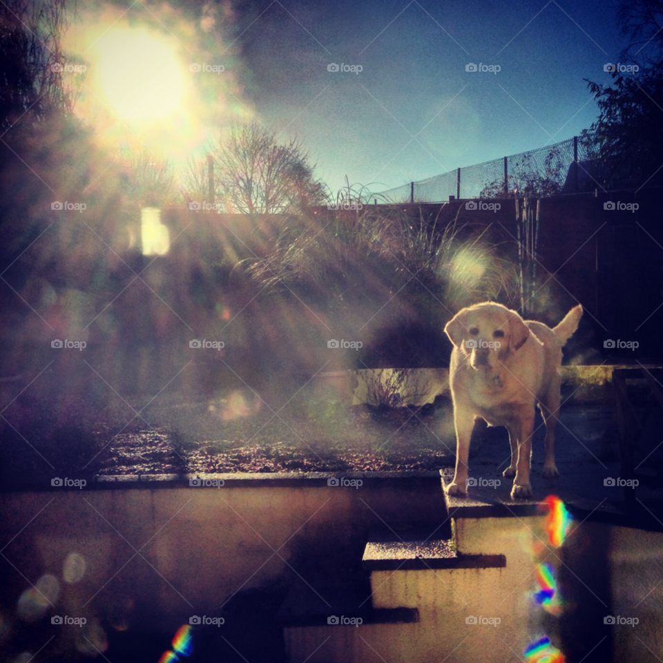 winter garden dog sunshine by liljenren