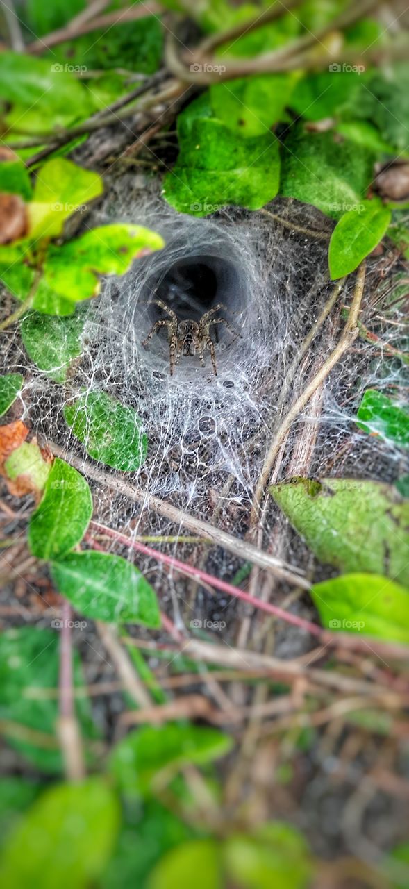 a little spider in a spider web