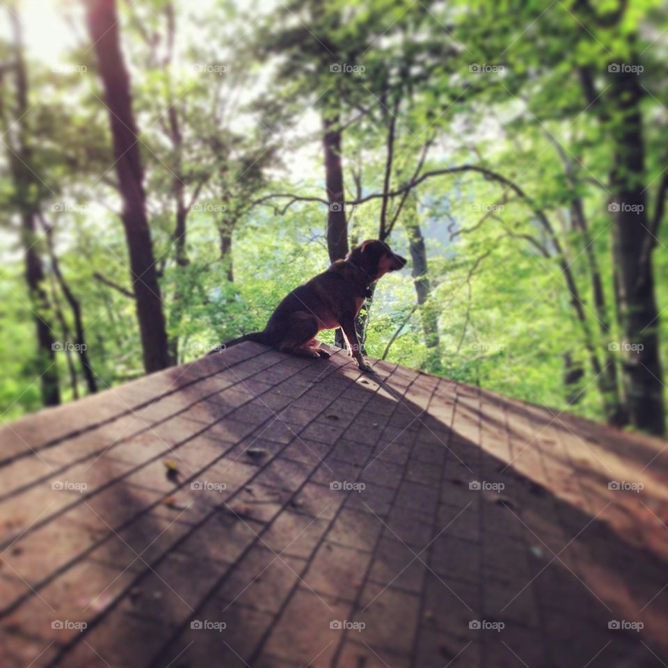 Dog sitting on a roof.