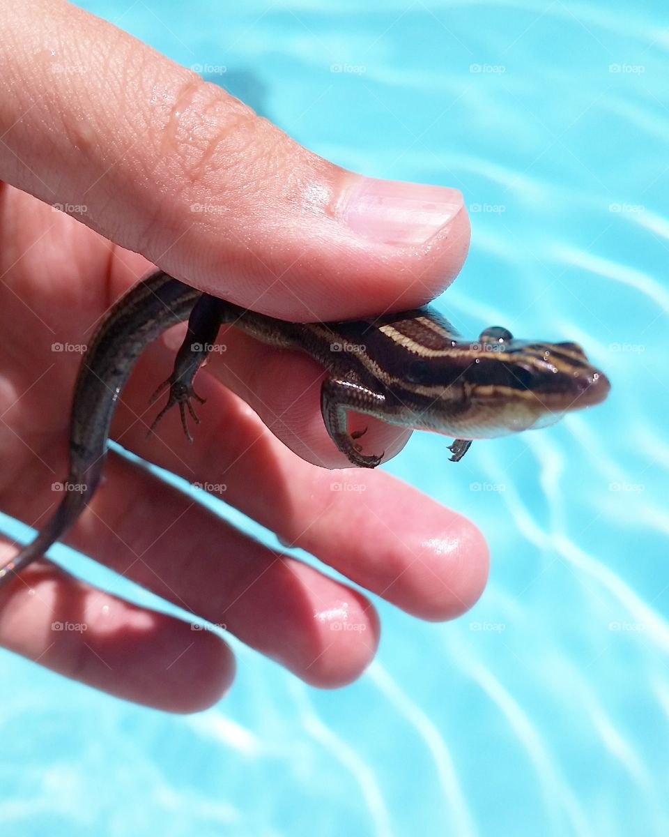 skink at pool