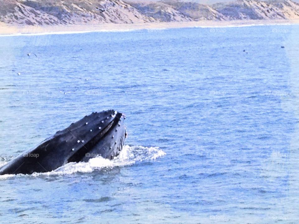 Humpback Whale close up