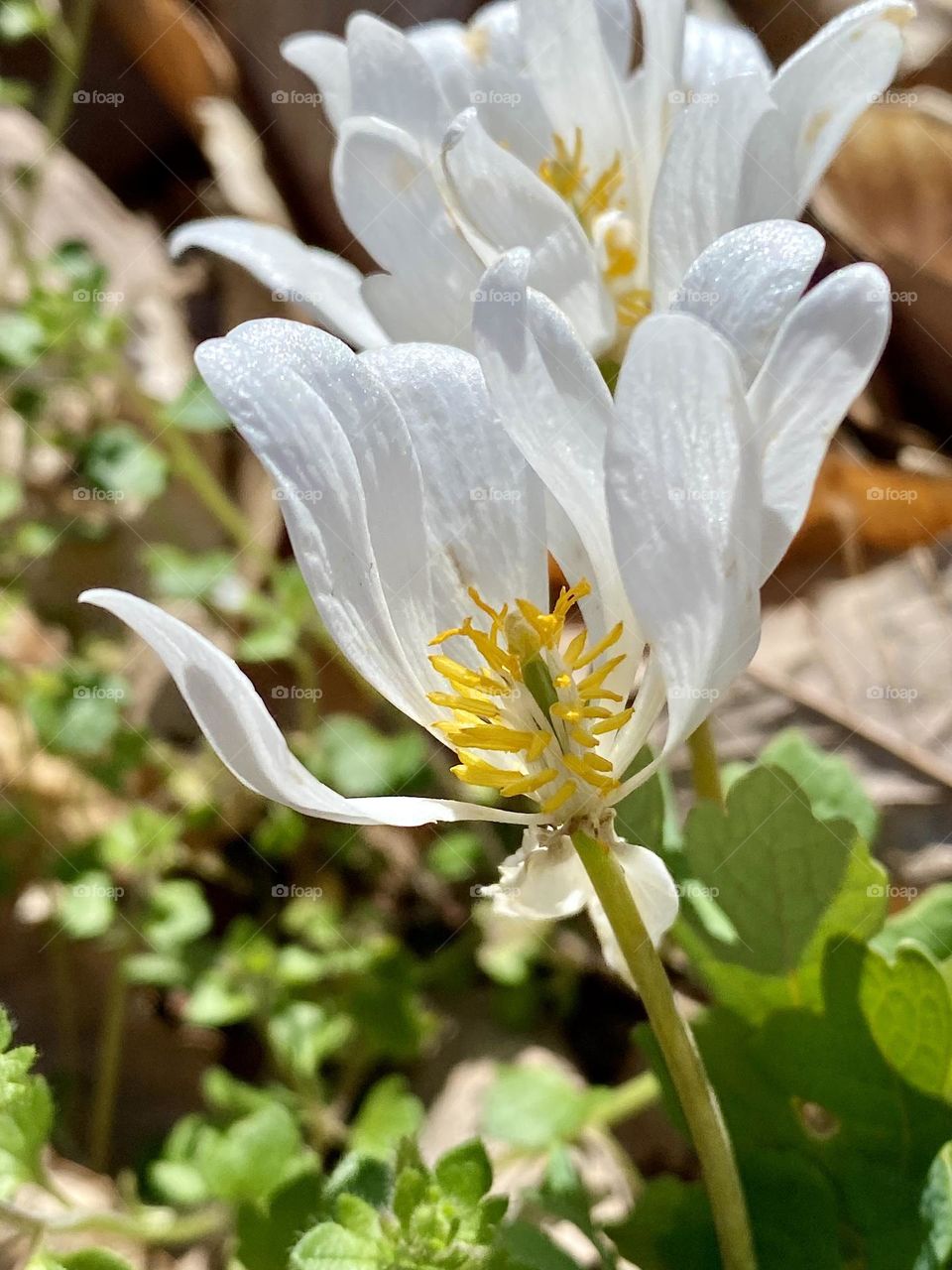 Two bloodroot flowers