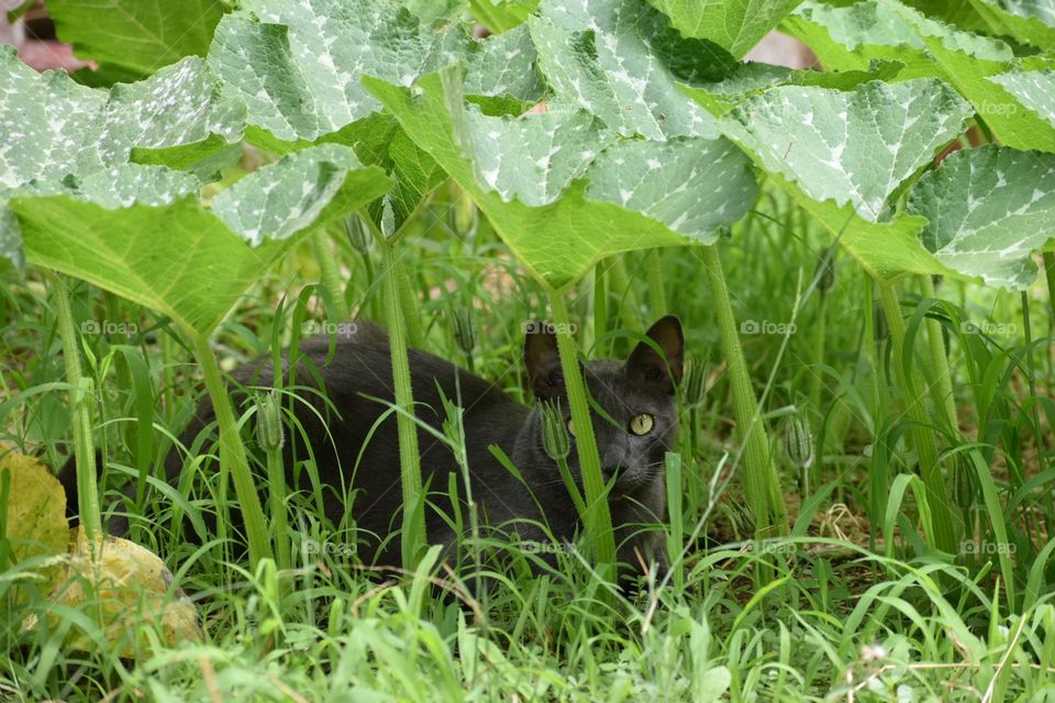 cat sitting under leafs watching at camera