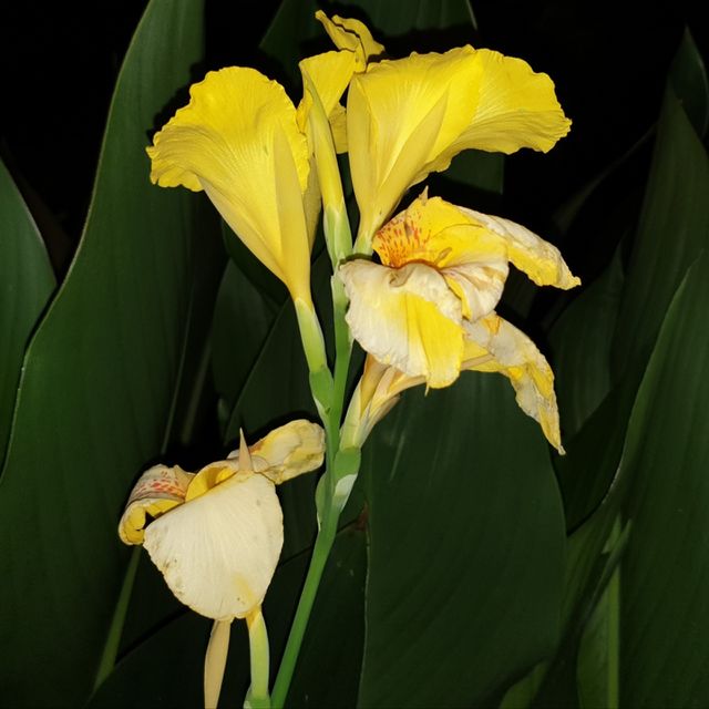 yellow flower