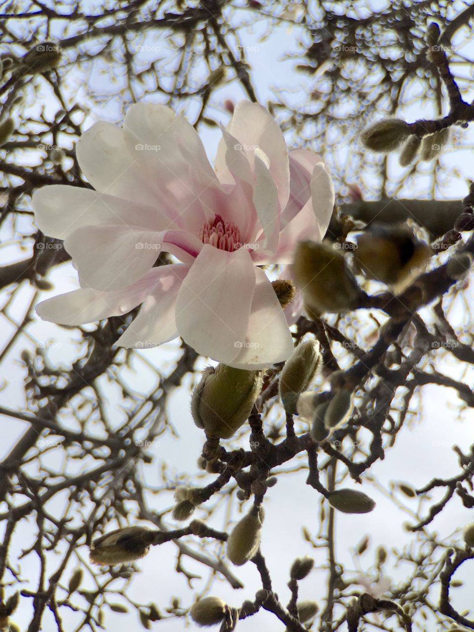 Blooming Magnolia