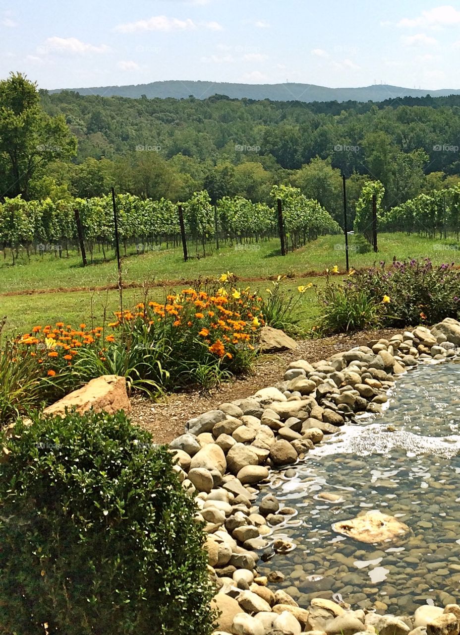 Virginia winery. View of mountains and vineyards in middleburg, VA