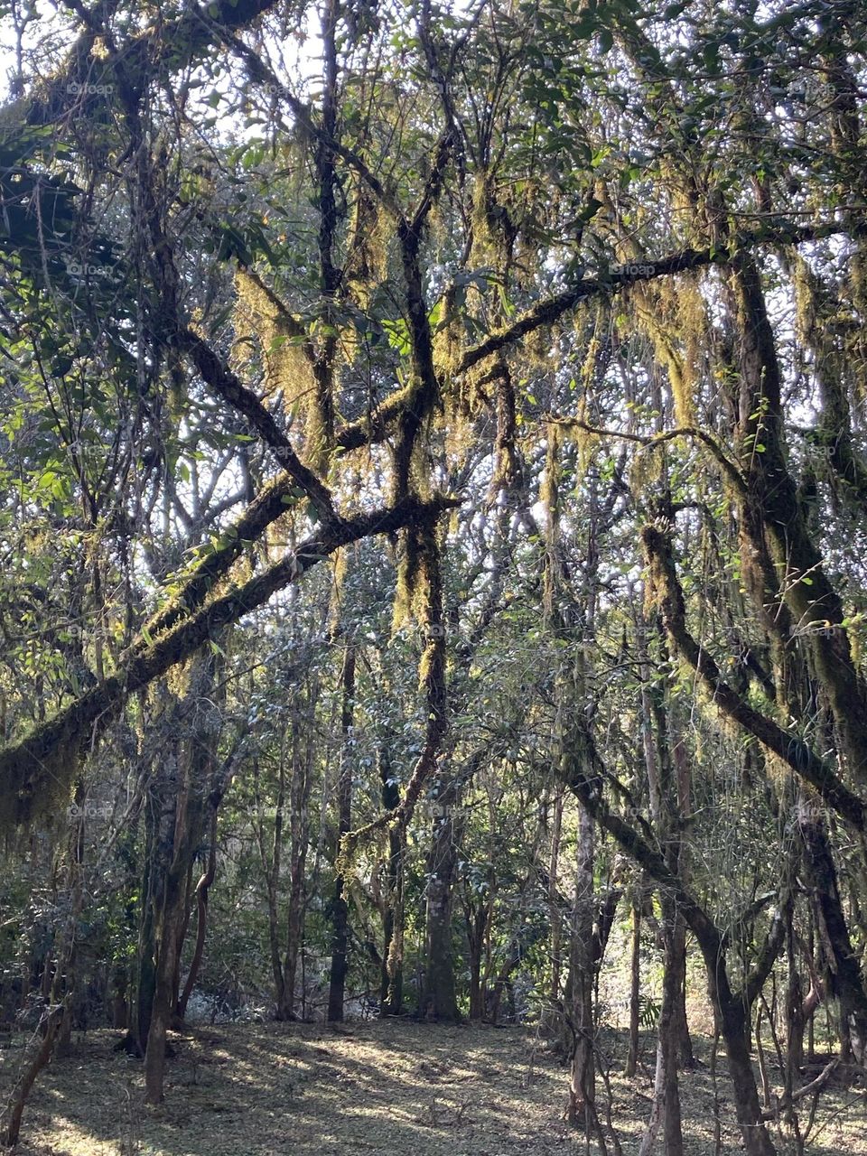 Caminho entre árvores com décadas de anos. Árvores com musgos amarelos formando uma cortina natural.
