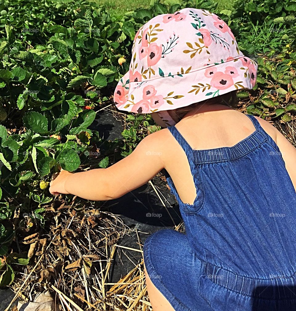 Strawberry picking 
