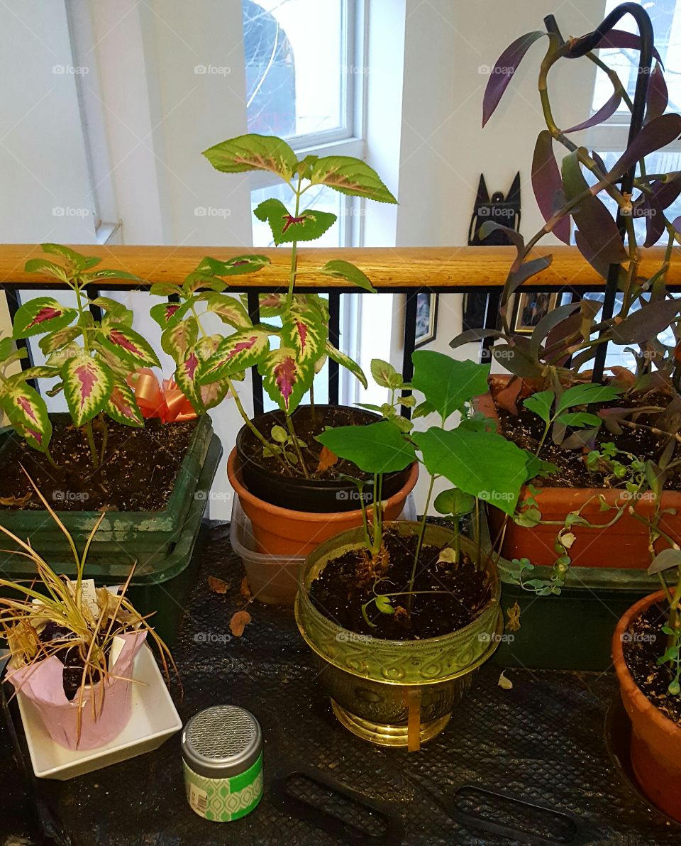 various indoor plants in pots of different shapes and colors