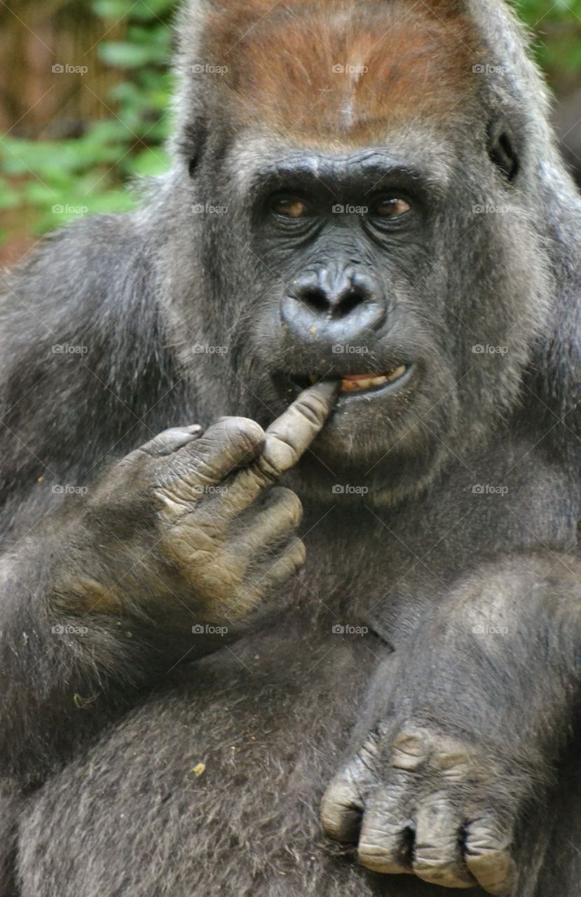 African Gorilla