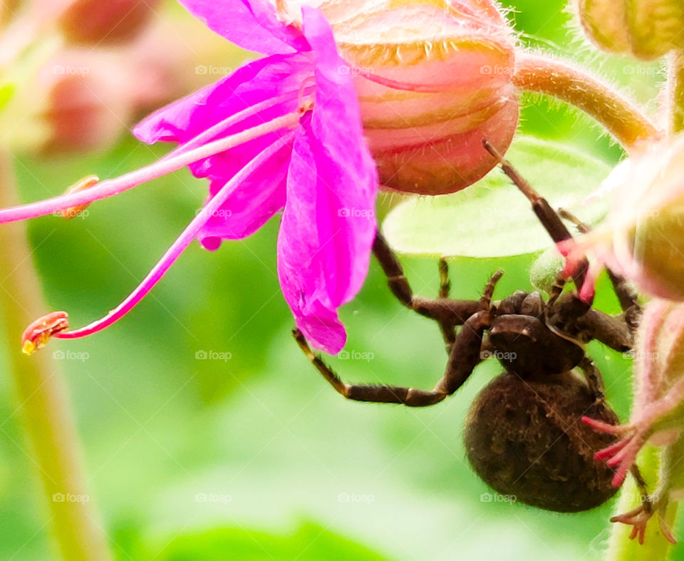 Spider and a spring flower