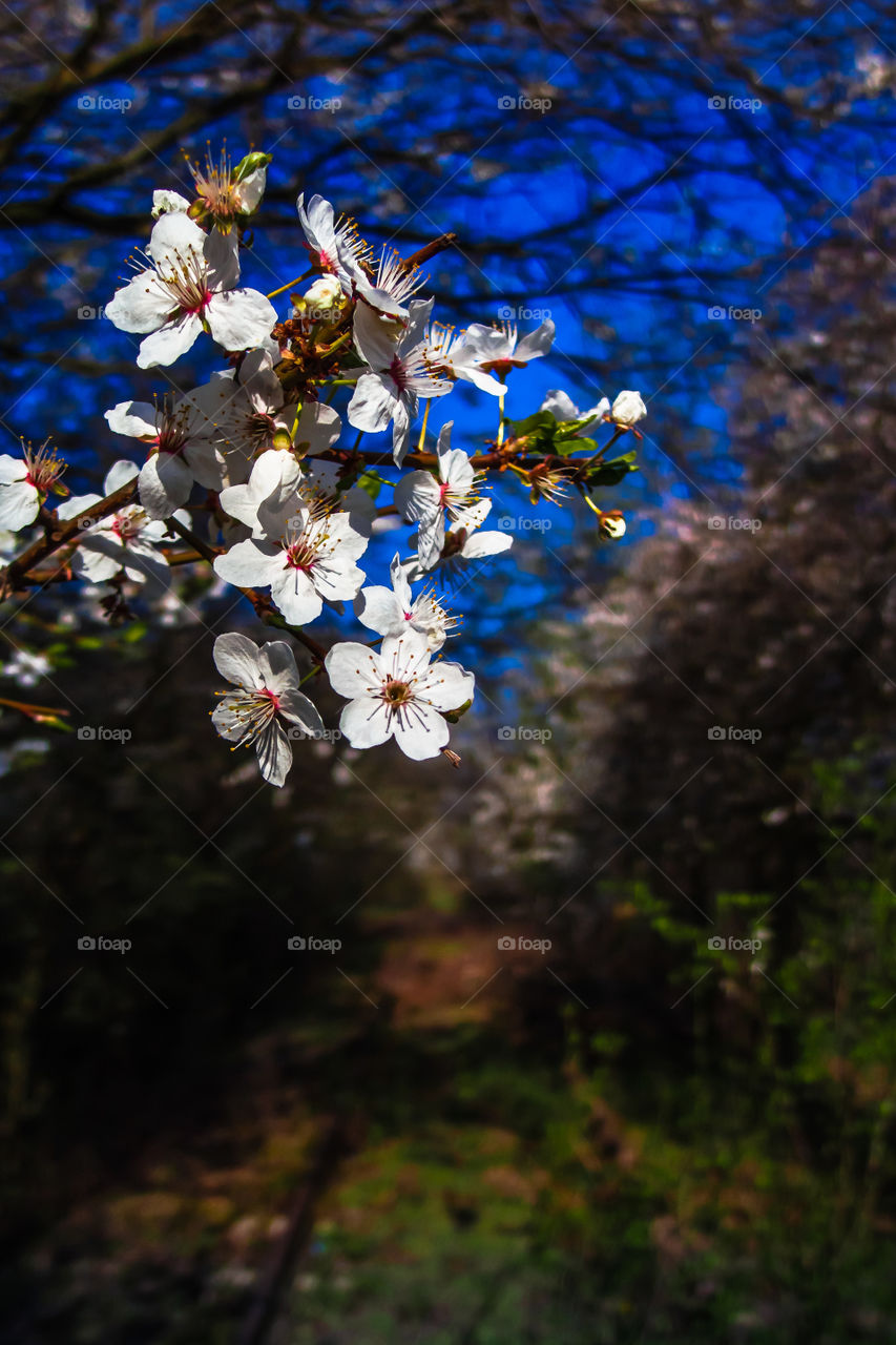 Racot, Leszno, Poland