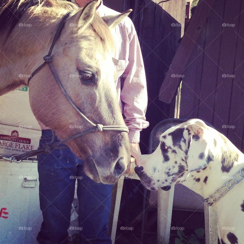 Dog meets horse 