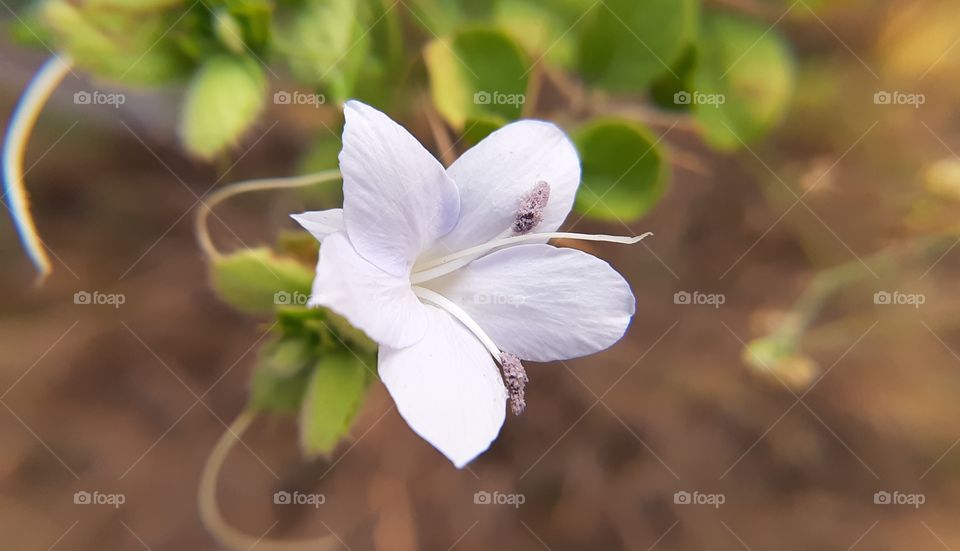 THE BEAUTIFUL  WHITE FLOWER IN GREEN BACKGROUND