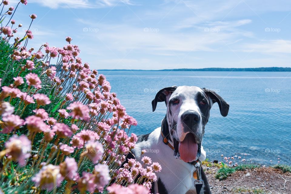 Spring flowers with happy Great Dane by the sea. 
