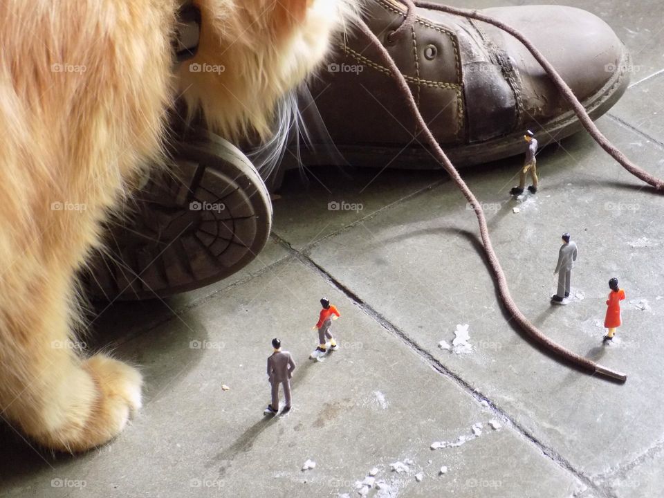 The world of liliput, a giant cat came all of a sudden