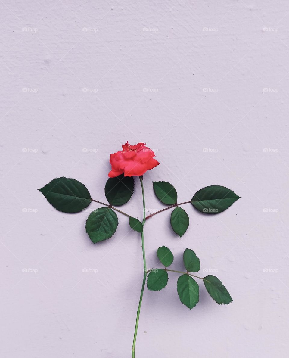 Rose flower in pastel wall background 