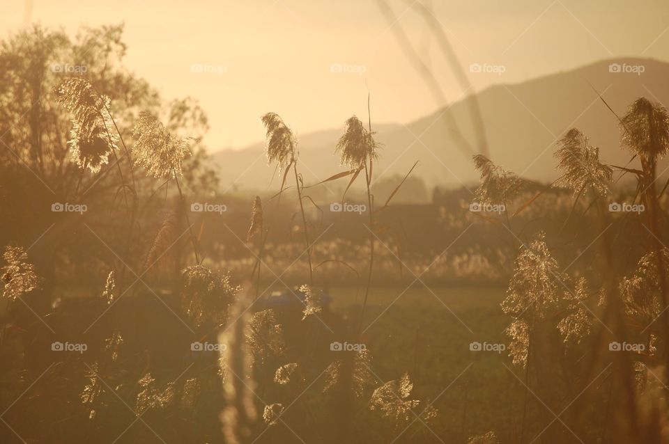Plants in nature during sunset 