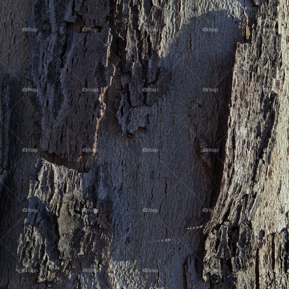 Tree bark