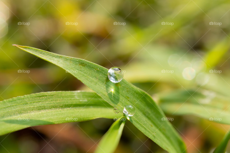 Dews on Grass