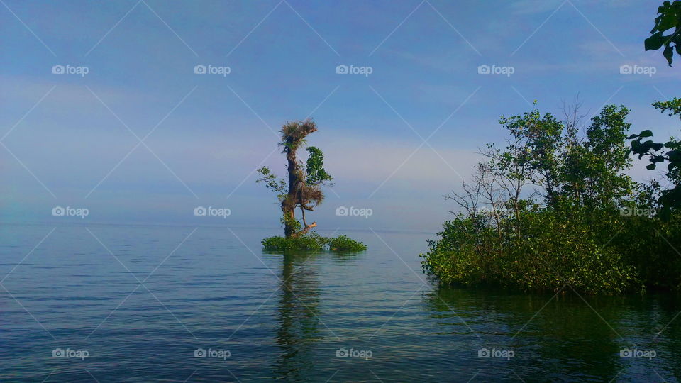 Separate mangrove . . .