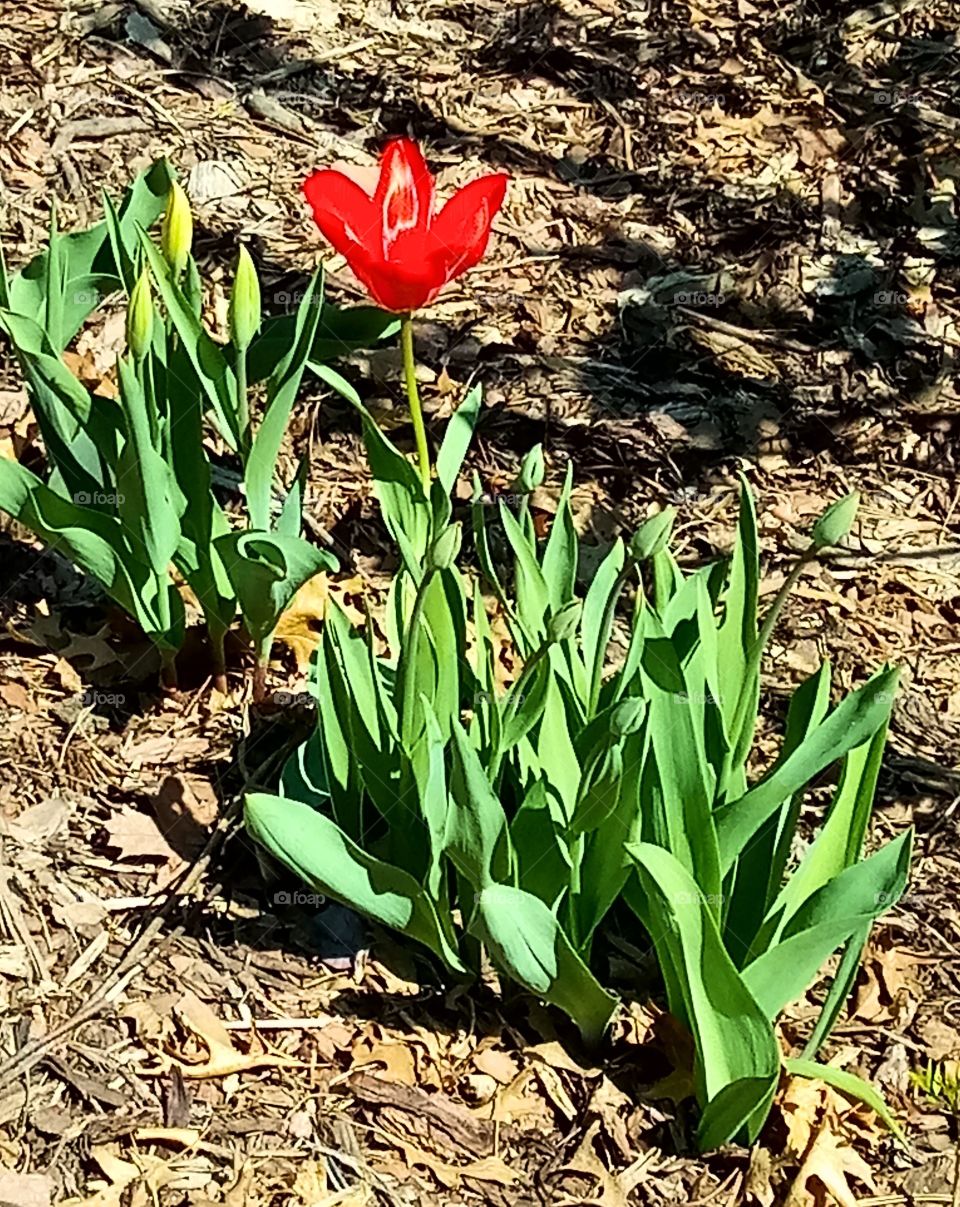 the first red tulip opening up in the flower bed