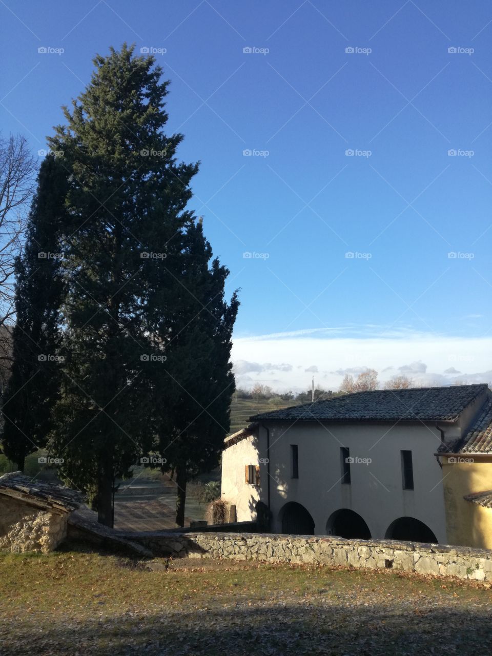 Cypresses to guard the peace