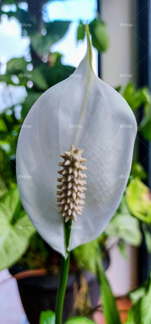Lily's Delicate Allure: A Captivating Closeup